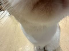 -藏猫猫咖啡主题馆(中央大道店)