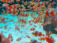 -海合安成都极地海洋公园