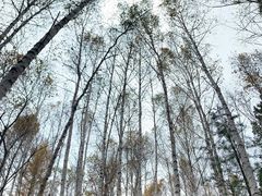 -汤旺河林海奇石景区
