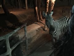 -清迈夜间动物园