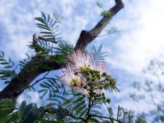 -桤木河湿地公园