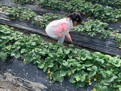 -小鱼草莓采摘园农家乐·小鱼餐厅