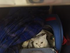 -美联众合动物医院·24h京西诊疗中心