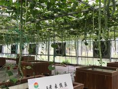 -上海都市菜园