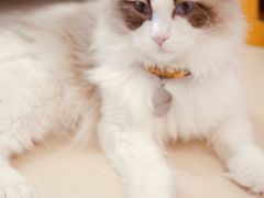 -猫在这儿猫咪咖啡馆·撸猫馆