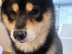 -南京Hallo宠物乐园·哈罗犬舍·柴犬繁育基地