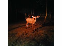 -清迈夜间动物园