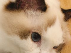 -袖虎·猫馆(体育西路店)