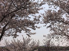 -羊山湖公园
