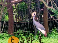 -上海野生动物园