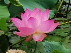 -荔湾湖公园
