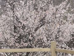 -黄金寨原生态旅游区
