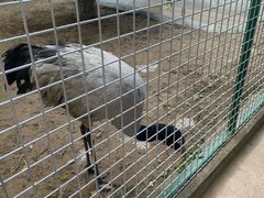-青藏高原野生动物园