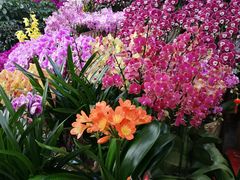 -秦美花卉(天朗·莱茵小城2期店)