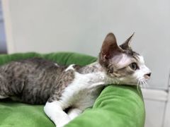 -PETKIT 小佩宠物·德文赛凯猫舍