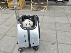 -帕帕拉兹宠物(亚洲旗舰店)