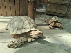 -大连森林动物园