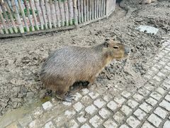 -上海野生动物园