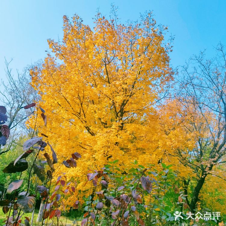 秋天去哪看红叶银杏，来奥森公园吧