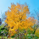 秋天去哪看红叶银杏，来奥森公园吧