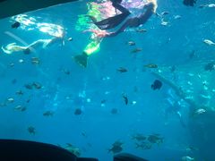 -瑞德姆美人鱼海底演艺主题餐厅(亚龙湾店)