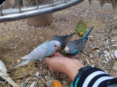 -南宫五洲植物乐园