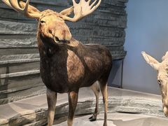 -Behring World of Animals(上海自然博物馆店)