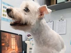 -pd派德宠物中心医院24H急重症·眼科中心·血液透析中心(嵩山北路店)