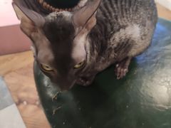 -猫小院猫主题餐厅(三里屯店)