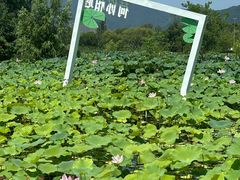 -长兴太湖图影湿地文化园