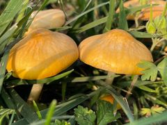 -Supine Bistro溯泮餐厅