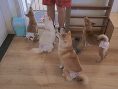 -柴犬小屋·柴餐厅·狗咖食堂(金鼎广场店)