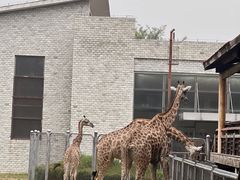 -石家庄市动物园