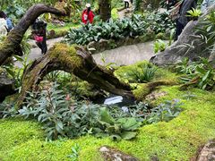 -深圳仙湖植物园
