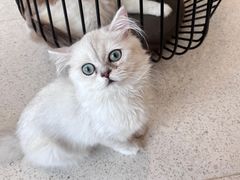-飞行喵MR PILOT|猫舍·猫咖(静安大融城店)