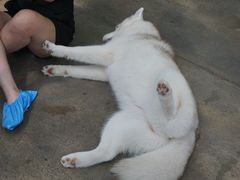 -TrueLove @ Neverland (Husky Cafe)