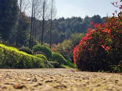 -铁山坪森林公园