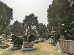 -中国唐苑