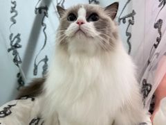 -爱洗澡的猫(望京店)