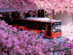 -深圳仙湖植物园