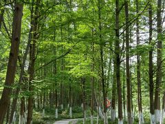 -桤木河湿地公园