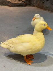 -Zoolung Zoolung动物主题公园(海信广场店)