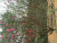 -南国桃园旅游度假区