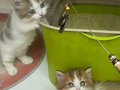 -青奢宠物·青奢猫舍