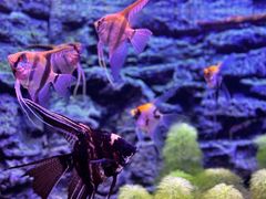 -上海海洋水族馆