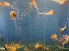-重庆欢乐海底世界