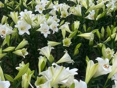 -石家庄市植物园