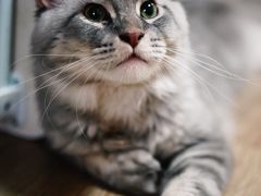 -十年猫舍·猫咪专门店(普陀店)