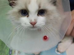 -佳怡动物医院·平价24小时·猫专科骨外科