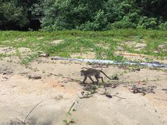 paku海滩的猴子-巴哥国家公园